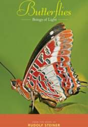 Butterflies: Beings of Light