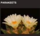 Parakeets