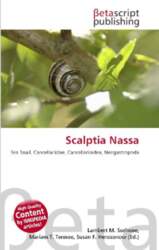 Scalptia Nassa