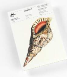 Seashells: Writing Paper & Note Pad
