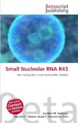 Small Nucleolar RNA R43: Non-Coding RNA