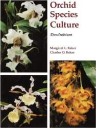 Dendrobium