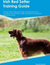Irish Red Setter Training Guide Irish