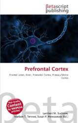 Prefrontal Cortex