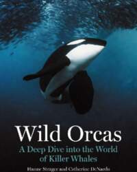 Wild Orcas - A Deep Dive