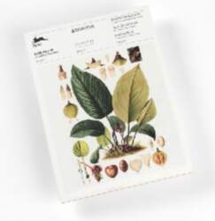 Botanical (new edition): Writing Paper &