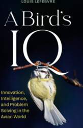 A Bird`s IQ: Innovation, Intelligence, and