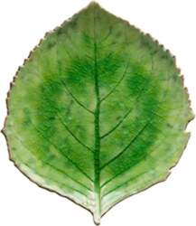 Costa Nova - Leaf Plate Hydrangea