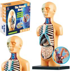 Anatomisks cilvēka ķermeņa modelis