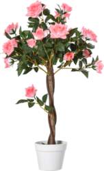 Kamēliju koks 90 cm