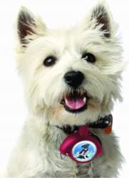 Automatic leash with lock and collar