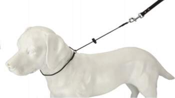 Dingo Gear DINGO TRAINING COLLAR PULLED