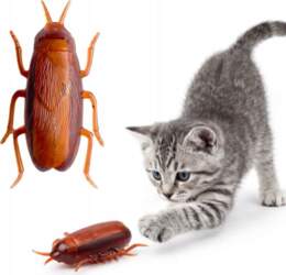 K&M Interactive Cockroach for Cat Worm