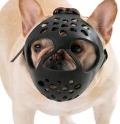 Large muzzle, padded, adjustable, muzzle for