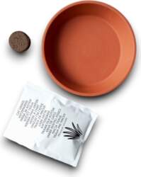 Cat Grass Seeds Pot Bio Earth