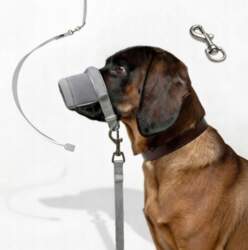 Dog Lanyard Against Pulling 2m Silver