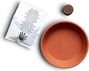 Growing set Cat grass seeds pot