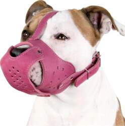 Leather muzzle for dog PITBULL AMSTAFF