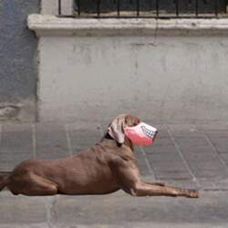 Muzzle for Dog Breathable Anti Biting