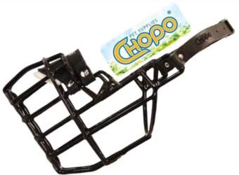 Physiological muzzle Chopo Airedale Terrier Bitch