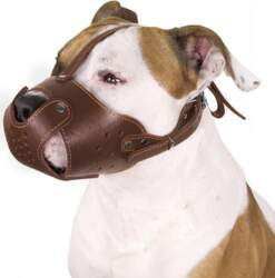 Collar Leather muzzle for dog leather