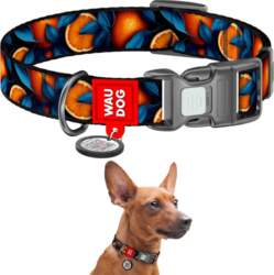 Nylon dog collar WAUDOG, pattern Oranges