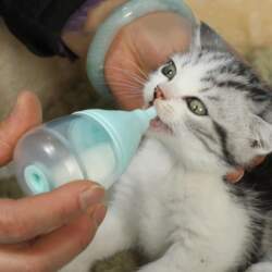 Replaceable Nipples Pet Feeder Set Milk