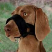 TRIXIE Trixie Nylon adjustable muzzle 2
