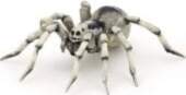 Papo Figurka Papo Tarantula