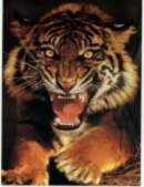 Uzlīme "Tiger"