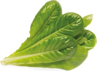 Click & Grow SGR50X3