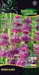 HIBRIDINĖ MONARDA BERGAMO -