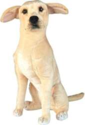 Labradors 65cm - Dubi