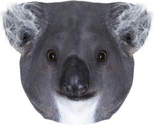 Lateksa koalas maska