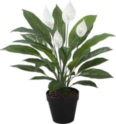 Mâkslîgs augs SPATHE H60cm