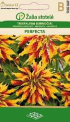 AMARANTI PERFECTA