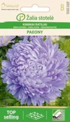 Asteres PAEONY VIOLET