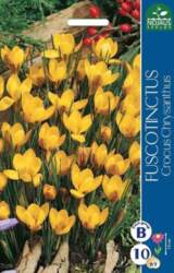 KROKAI FUSCOTINCTUS -