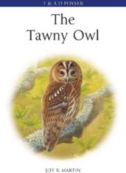 Tawny Owl
