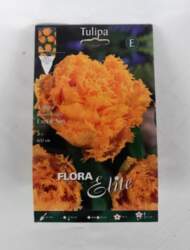 Tulpes Exotic Sun, 5 gab.
