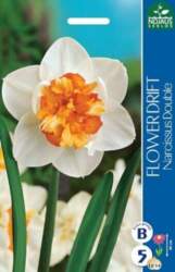 Narcises Flower drift