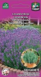 Lavanda