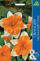 Narcises Orangery