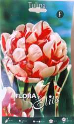 Tulpes Carnaval de Nice, 7 gab