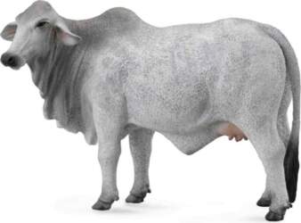 Brahmaņu govs - Collecta