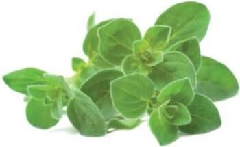 Click & Grow SGR31X3
