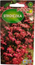Lobēlijas Ruby sarkanas Polan