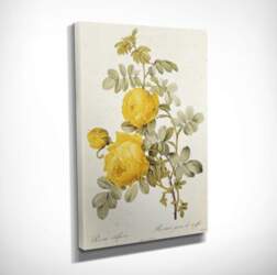 Reprodukcija DC151