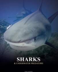 Sharks and Underwater Predators