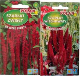 Amarants Polan